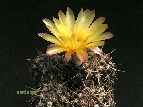 Notocactus submammulosus.jpg