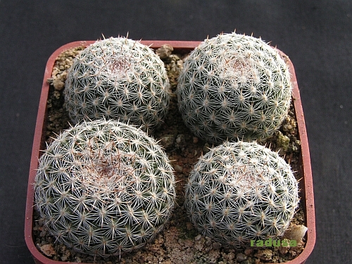 Mammillaria arroyensis.jpg