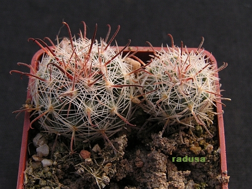 Mammillaria barbata.jpg