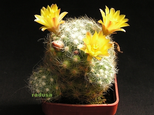 Mammillaria baumii 2.jpg