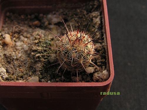 Mammillaria blossfeldiana.jpg