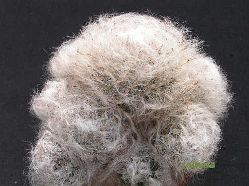 Mammillaria bocasana.jpg