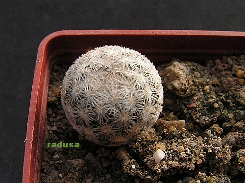 Mammillaria denudata.jpg