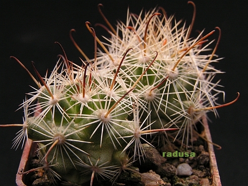 Mammillaria insularis.jpg