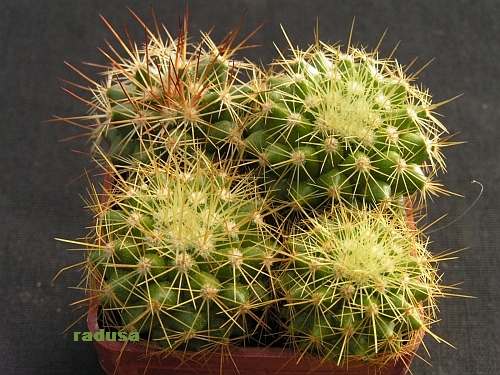 Mammillaria marksiana.jpg