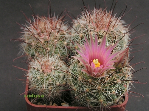 Mammillaria santaclarensis.jpg