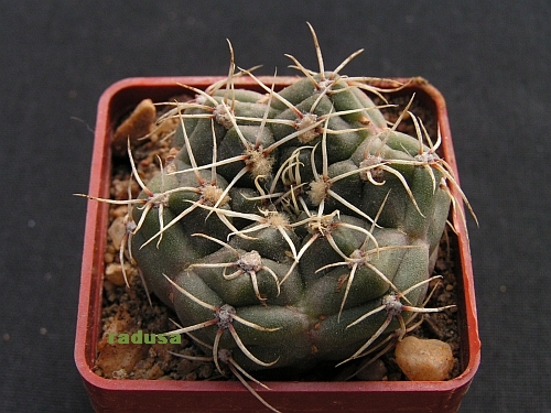 Gymnocalycium baldianum.jpg