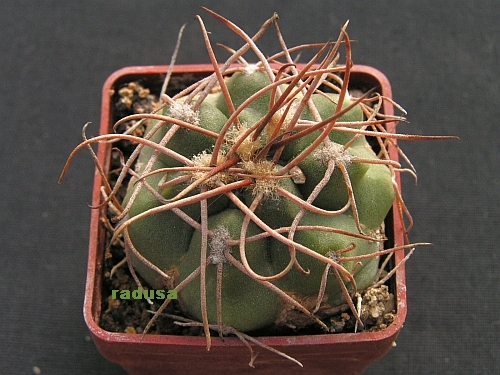 Gymnocalycium gürkeanum.jpg