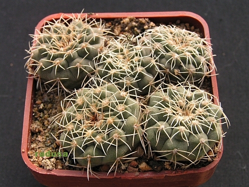 Gymnocalycium quehlianum.jpg