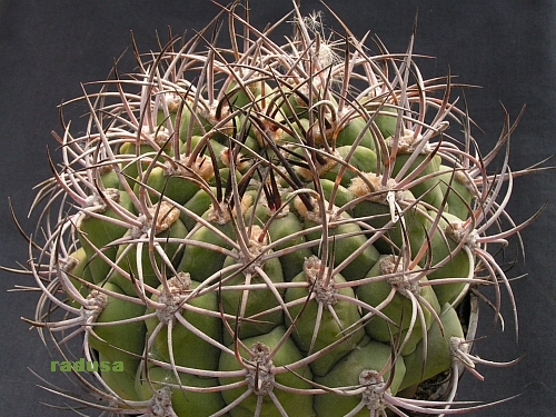 Gymnocalycium saglione.jpg