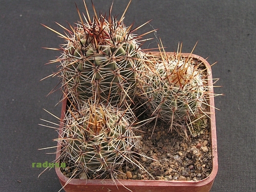 Echinopsis aurea.jpg