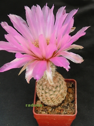 Echinocereus reichenbachii 3.jpg