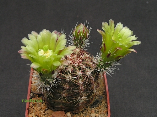 Echinocereus viridiflorus.jpg