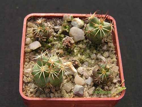 Coryphantha gladiispina.jpg