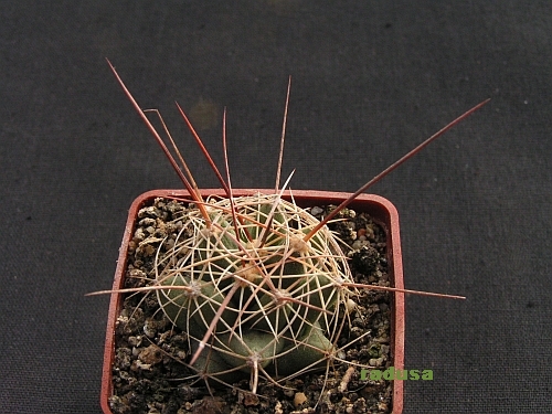 Coryphantha macromeris.jpg