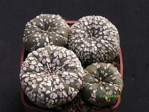 Astrophytum asterias cv. SUPEKABUTO.jpg