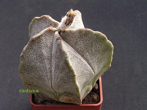 Astrophytum myriostigma v.columnare.jpg