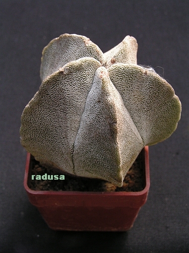 Astrophytum myriostigma.jpg