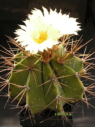 Astrophytum ornatum 3.jpg