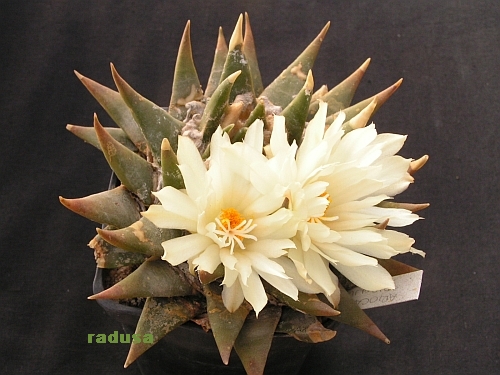 Ariocactus trigonus.jpg