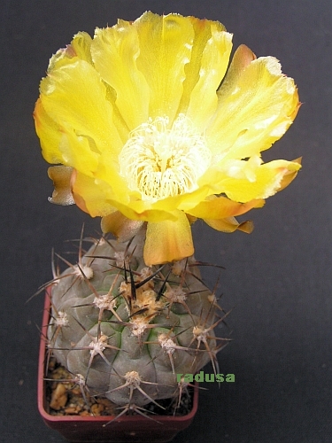 Acanthocalycium glaucum.jpg