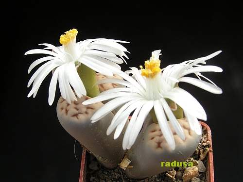 Lithops erniana.jpg