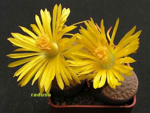 Lithops hookeri v.dabneri.jpg