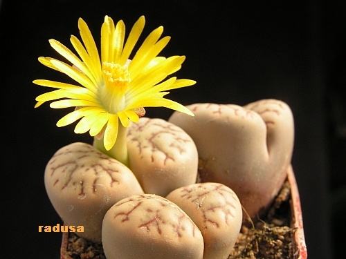 Lithops werneri.jpg