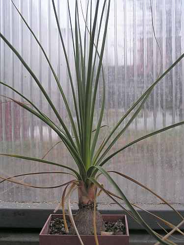 Beaucarnea stricta     JM.jpg