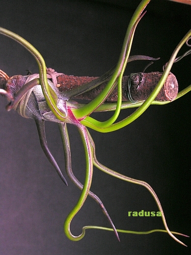 Tillandsia bulbosa.jpg