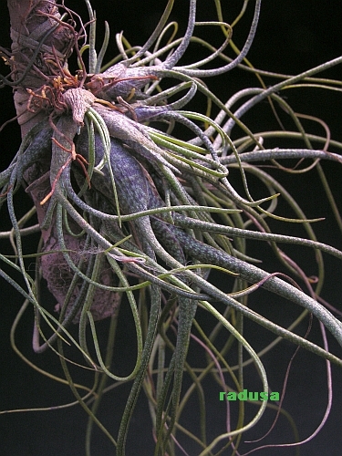 Tillandsia butzii.jpg