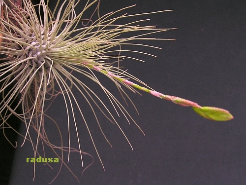 Tillandsia fuchsii.jpg