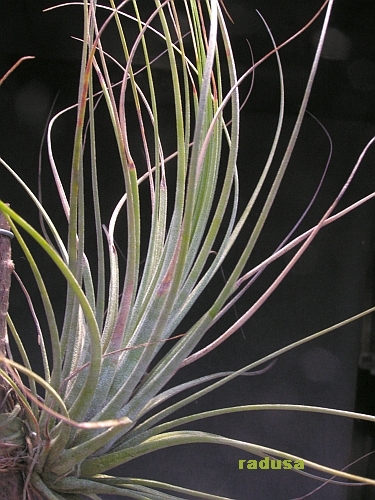 Tillandsia juncea.jpg