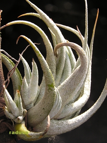 Tillandsia mitlaensis.jpg