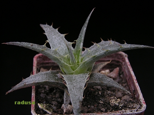 Deuterocohnia sp., Arg., Chilesito.jpg