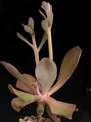 Echeveria acutifolia, Mexico, Oax, W of Laguna de Guadelupe.jpg