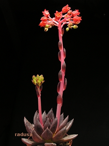 Echeveria affinis.jpg