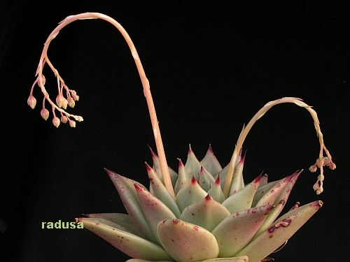 Echeveria agavoides, Mexico, SLP, Salitrera.jpg