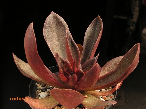 Echeveria atropurpurea.jpg