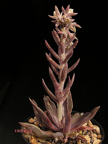 Echeveria bifida, Mexico, Gto, Mission de Arudo.jpg