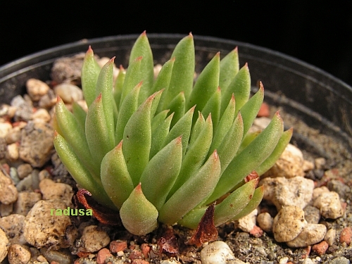 Echeveria calderoniae, Mexico, Gto, Santa Barbara.jpg