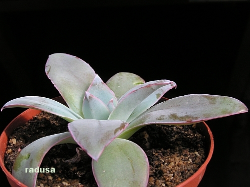 Echeveria cante, Mexico, ZAC, Sombrerete- Fresnilo.jpg