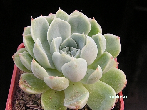 Echeveria halbingeri v.sanchez-mejoradae.jpg