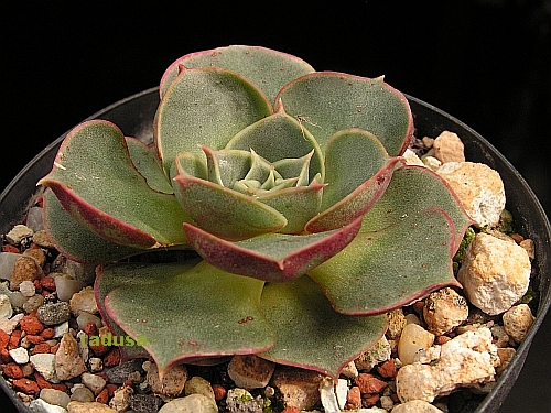 Echeveria longissima, Mexico, San Pedro Nopala.jpg