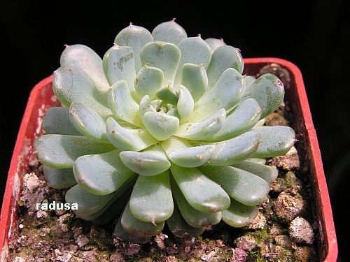 Echeveria minima.jpg