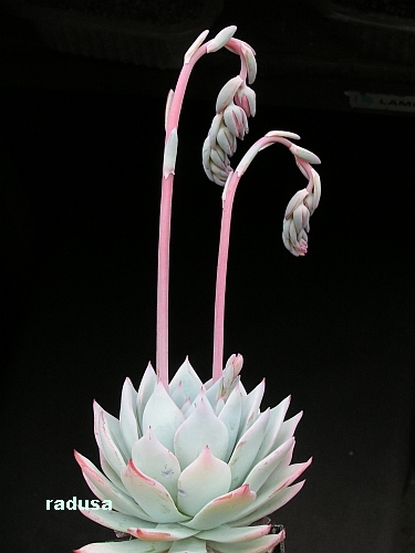 Echeveria peacockii.jpg