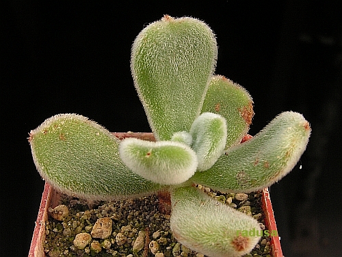 Echeveria pulvinata.jpg