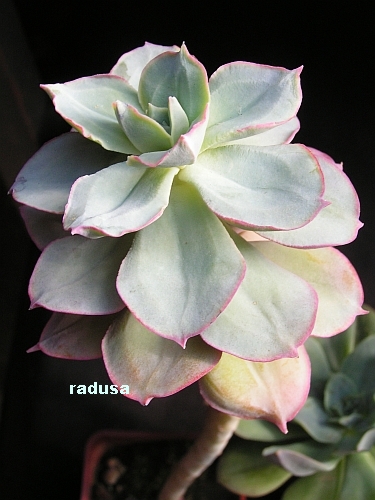 Echeveria quitensis v.sprucei,  Ecuador.jpg