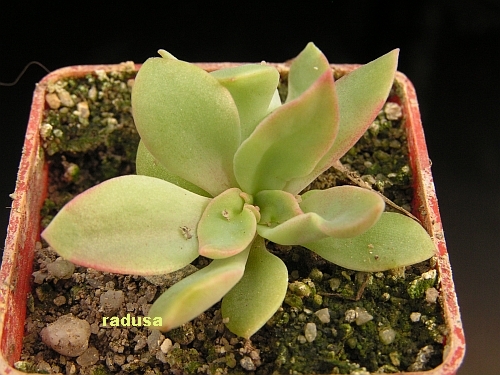 Echeveria rosea.jpg