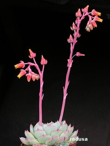 Echeveria secunda, Mexico, Hgo,  Mineral del Chico.jpg